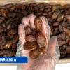 MARIAMI A piarom kurma dates iran harga murah cheap 1kg 5kg 10kg price kedai shop borong pemborong pengimport pembekal pengedar kilang wholesale supplier importer factory shop premium delyrose shah alam selangor malaysia singapore indonesia brunei